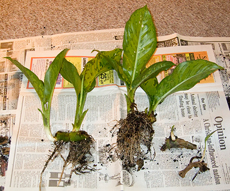 cuttings.jpg