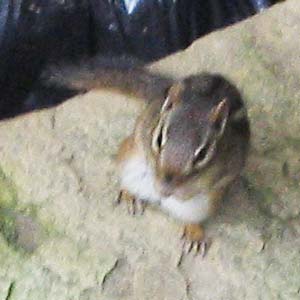 chipmunk.jpg