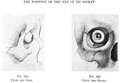 Anatomy of the Eye and Orbit